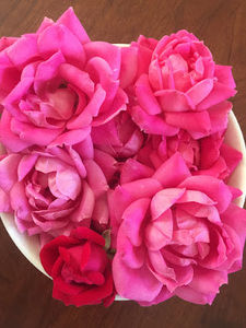 Meet your Posher, Charlotte ann